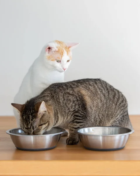 Two Domesticated Cats Having Meal Two Bowls — Stock Photo, Image