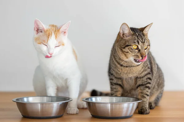 Two Domesticated Cats Having Meal Two Bowls — Stock Photo, Image