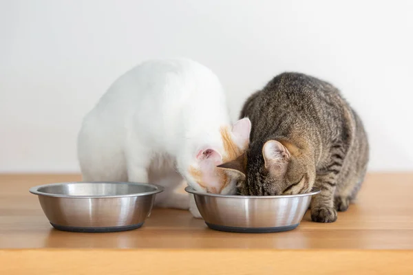 Zwei Domestizierte Katzen Beim Essen Aus Zwei Schüsseln — Stockfoto