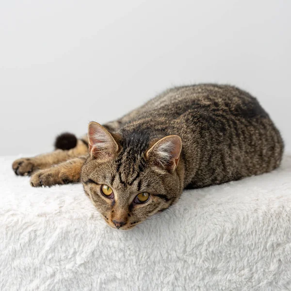 Domesticated Tabby Cat Yellow Eyes Studio Posing — Stock fotografie