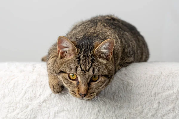 Domesticado Gato Tabby Con Ojos Amarillos Estudio Posando — Foto de Stock