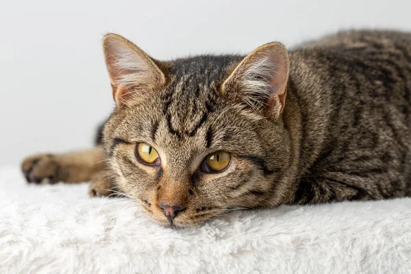 Tämjd Tabby Katt Med Gula Ögon Studio Poserar — Stockfoto