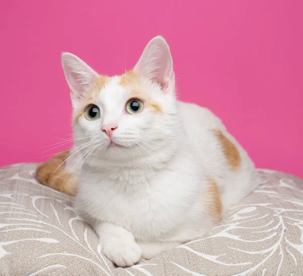 Vit Ingefära Katt Liggande Kudde Mot Rosa Bakgrund — Stockfoto