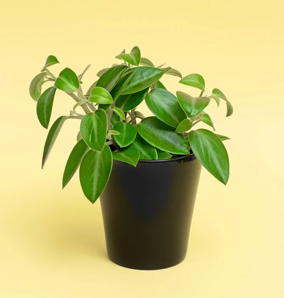 Planta Verde Vaso Preto Fundo Amarelo — Fotografia de Stock