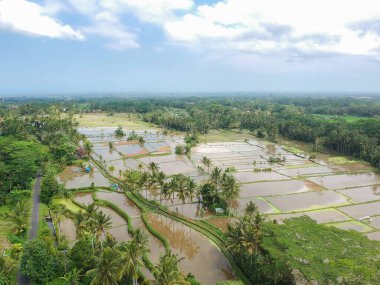 Tampaksiring, Gianyar Regency, Bali, Endonezya 'daki pirinç tarlalarının insansız hava aracı atışları