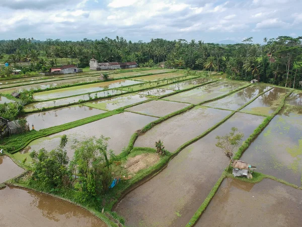 Drone Shot Rice Fileds Tampaksiring Gianyar Regency Bali Indonézia — Stock Fotó