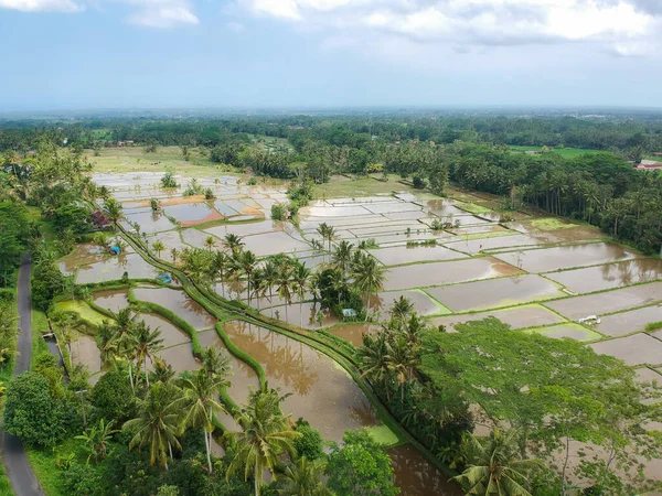 Tampaksiring Gianyar Regency Bali Endonezya Daki Pirinç Tarlalarının Insansız Hava — Stok fotoğraf