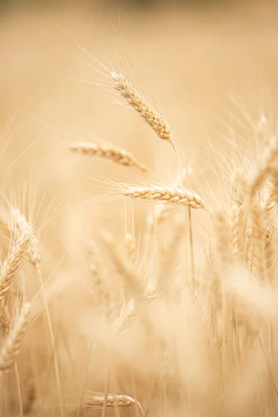 Close Van Tarwe Oren Veld — Stockfoto