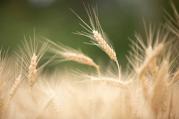 Detailní Záběr Uší Pšenice Poli — Stock fotografie