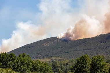 Şiddetli rüzgar ve kuraklıkla Sloven Karst 'taki orman yangını