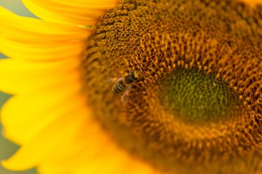 Ayçiçeği başındaki arıya yaklaş