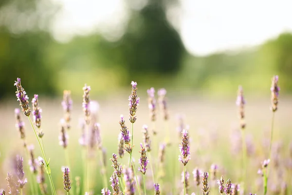 Field Lavender Flowers Early Summer Morning Harvest — 图库照片