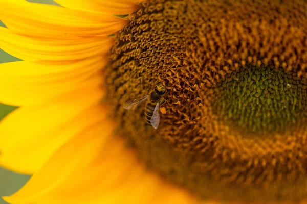 Großaufnahme Einer Biene Auf Einem Sonnenblumenkopf — Stockfoto