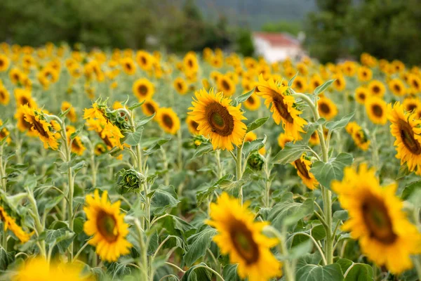 Field Sunflowers Early Summer Evening — Stock Photo, Image