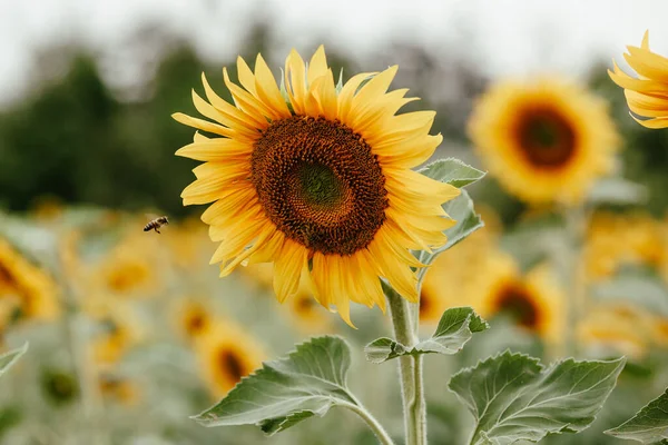 Bee Flying Sunflower Head — Stock Photo, Image