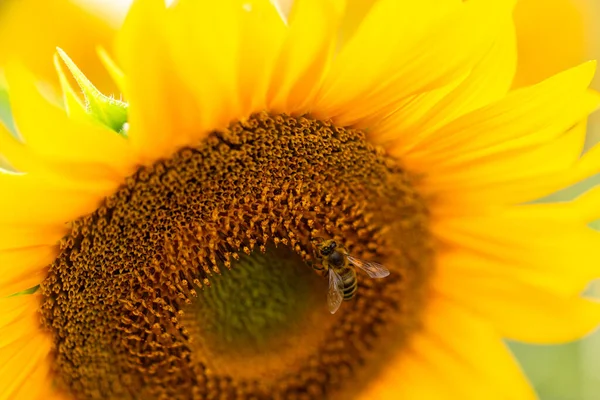 Großaufnahme Einer Biene Auf Einem Sonnenblumenkopf — Stockfoto