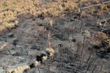 Slovenya 'nın Karst bölgesindeki büyük yaz yangınları sonrasında yakılan manzara