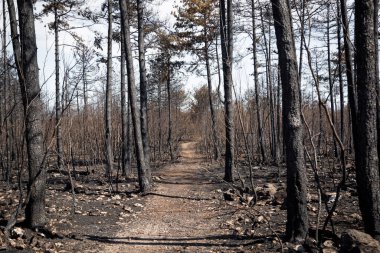 Slovenya 'nın Karst bölgesindeki büyük yaz yangınları sonrasında yakılan manzara