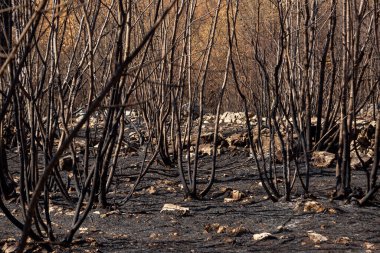 Slovenya 'nın Karst bölgesindeki büyük yaz yangınları sonrasında yakılan manzara