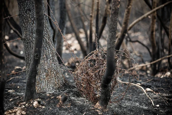 Burnt trees and plants after big summer wildfires in Karst region in Slovenia in summer 2022