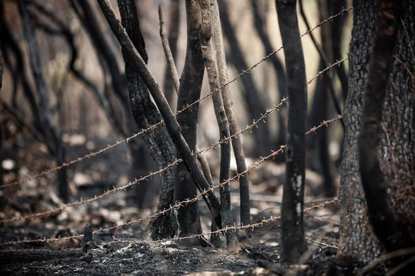 Burnt trees and plants after big summer wildfires in Karst region in Slovenia in summer 2022