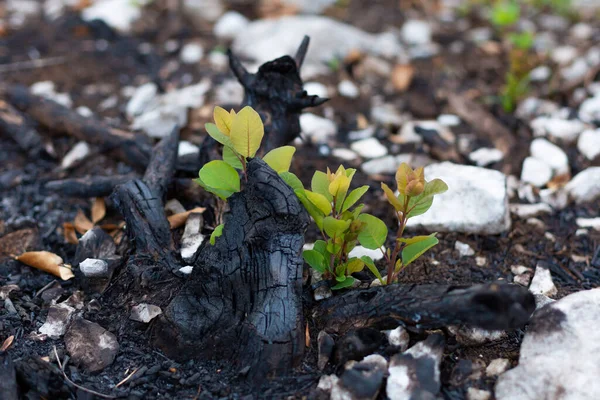 Nueva Vida Árbol Arbustos Humo Después Grandes Incendios Forestales Verano — Foto de Stock