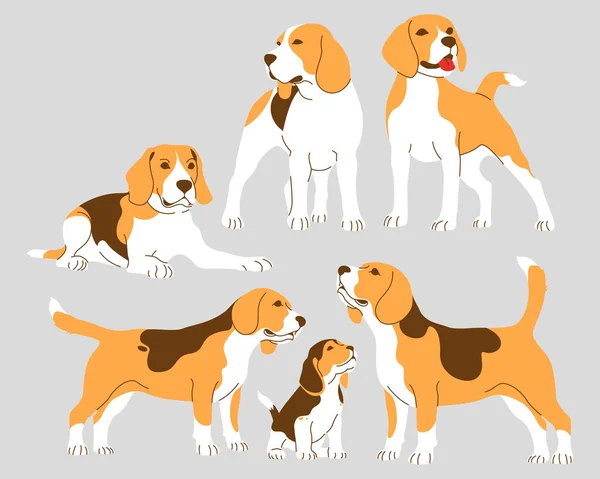 Beagle Dogs Collection Adults Beagle Puppies Vector Isolated Illustration — Stockový vektor