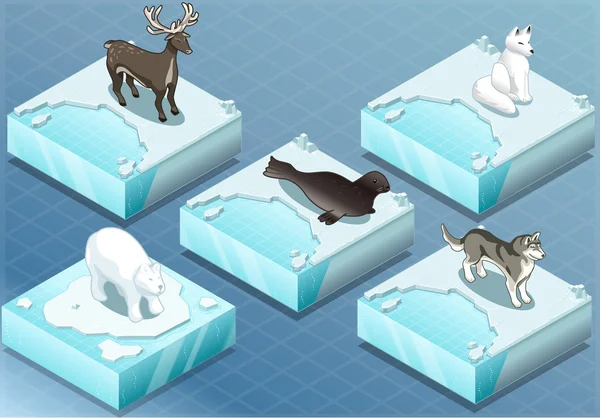 Animales isométricos del Ártico sobre hielo — Archivo Imágenes Vectoriales