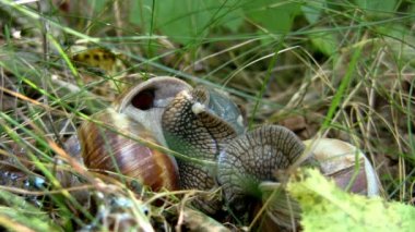 iki salyangoz olun iletişim