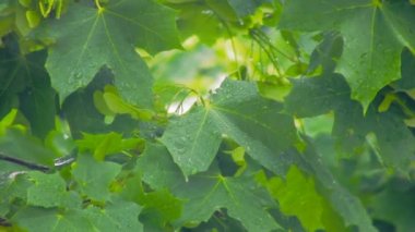 Bahar sahne 10. yağmur altında yeşil yapraklar