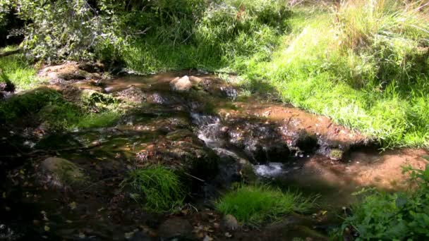 Creek, mooie lente — Stockvideo