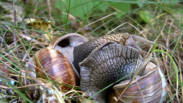 Two snails make contact — Stock Video