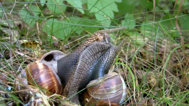 Deux escargots entrent en contact — Video