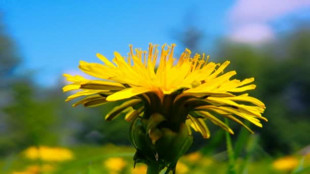 Diente de león amarillo primer plano disparo 2 — Vídeo de stock