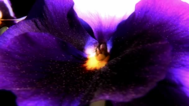 Close-up shot of viola cultivar flower 2 — Stock Video