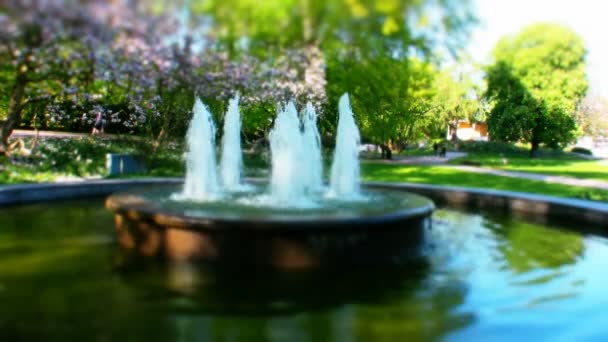 Fountain, colorful flowers — Stock Video