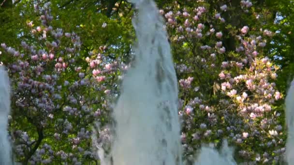 Brunnen, bunte Blumen — Stockvideo