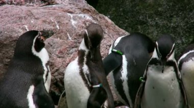 Humboldt penguenler 2