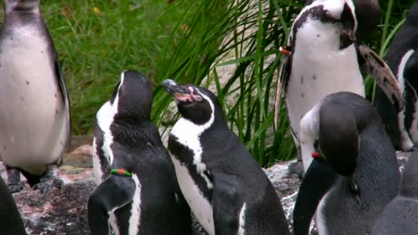 Пингвины Гумбольдта 1 — стоковое видео