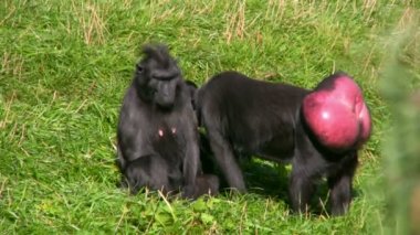 siyah goril 1