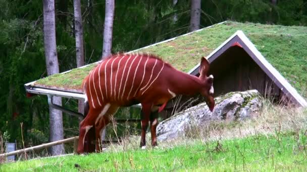 Bongo Antelope 1 — Stockvideo