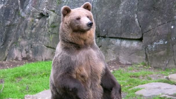 Medvěd hnědý 2 — Stock video