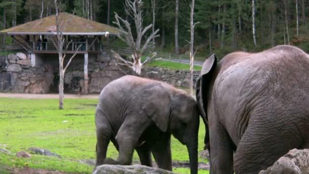 Слон и теленок 2 — стоковое видео