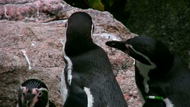 Пингвины Гумбольдта 3 — стоковое видео