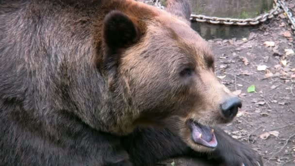 Urso castanho 3 — Vídeo de Stock