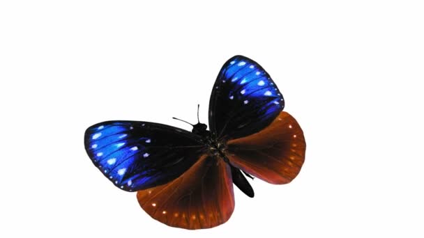 Анімація метеликів 1 — стокове відео