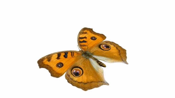 Looping Butterfly Animation 1 — Stock Video © DuToVision #13164526 Looping Butterfly Animation 1 — Stock Video © DuToVision #13164526