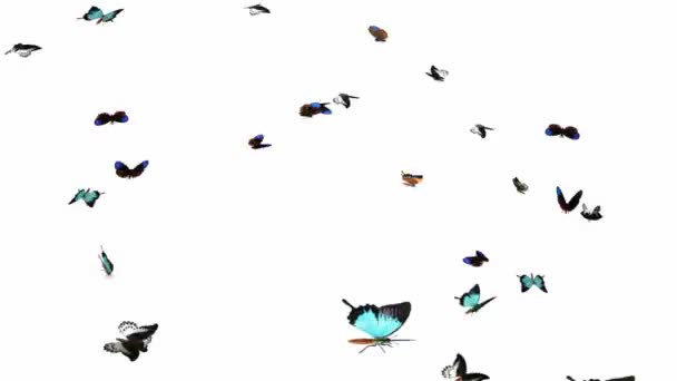 Boucle Papillons Slow Swarm Animation 2 