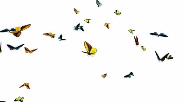 opakování animace pomalé roj motýlů 1