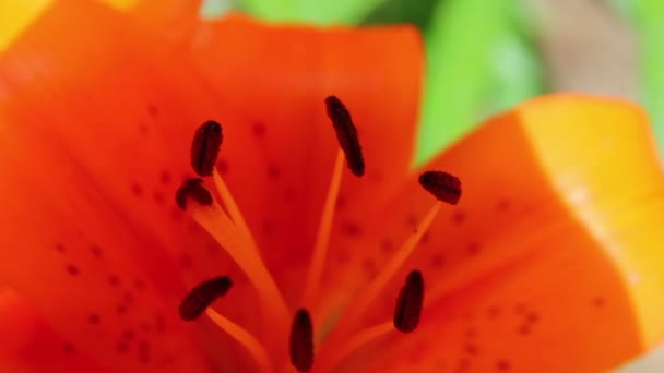 Amaryllis 03 — Video